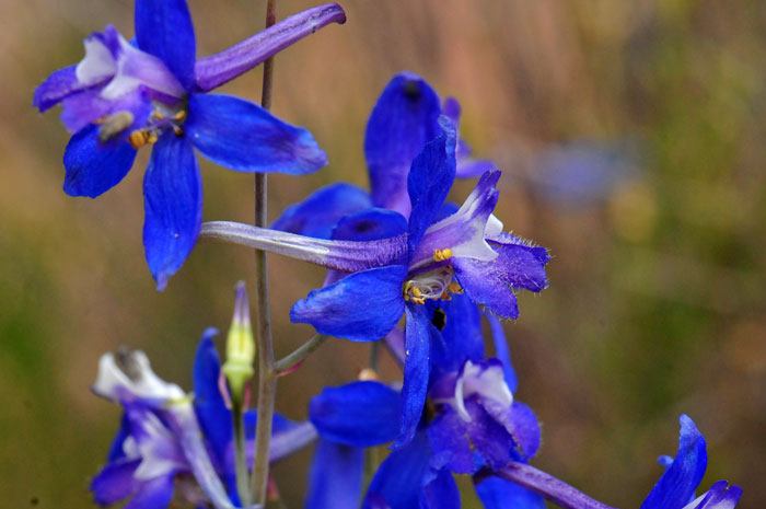 Delphinium scaposum, Tall Mountain Larkspur